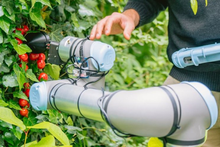 Researchers use ChatGPT to design tomato harvesting robot