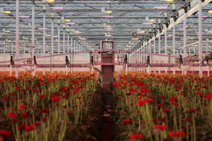 Entomatic - a turning point for spider mite control
