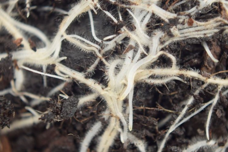 IPM programs are on the rise in greenhouses IPM programs are on the rise in greenhouses
