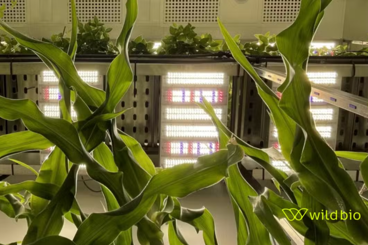 Wild Bio partners with Oxford University for chloroplast crop research