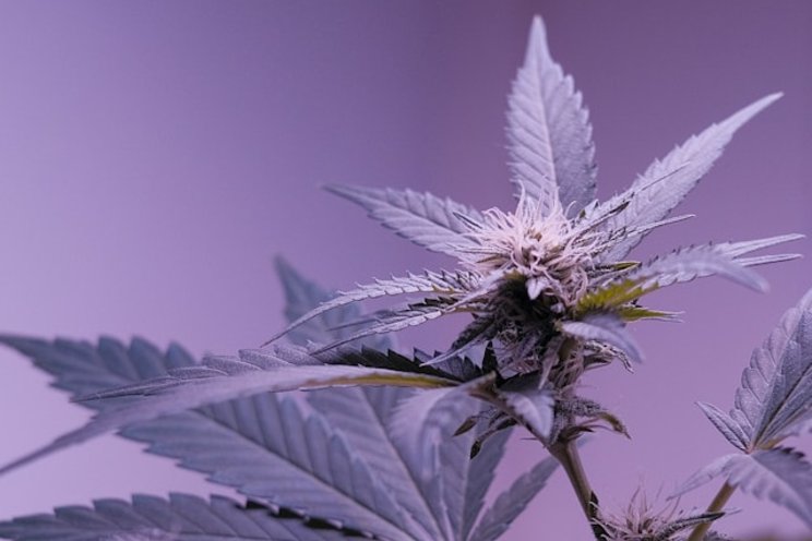 How grow lighting impacts terpene and flavor profiles How grow lighting impacts terpene and flavor profiles