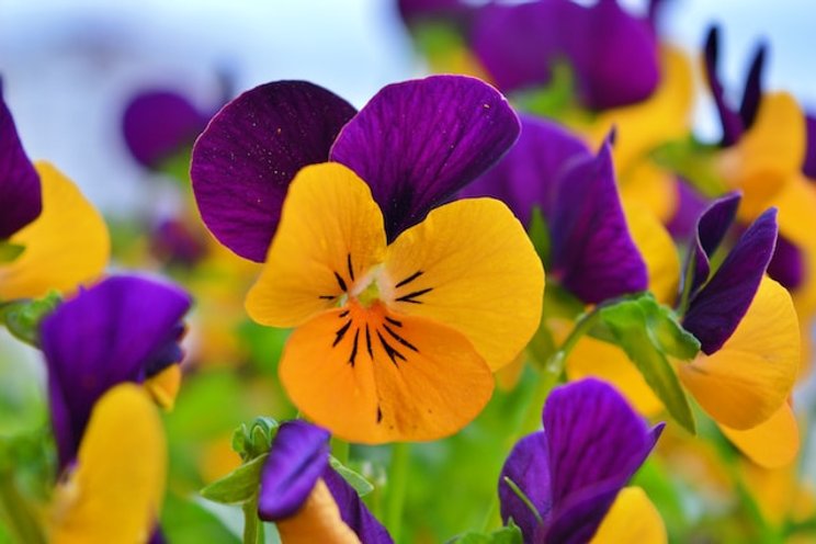 Watch out for iron deficiency in pansies Watch out for iron deficiency in pansies