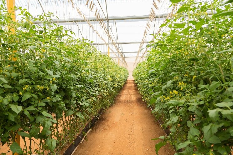How to prepare your greenhouse business for possible interruptions