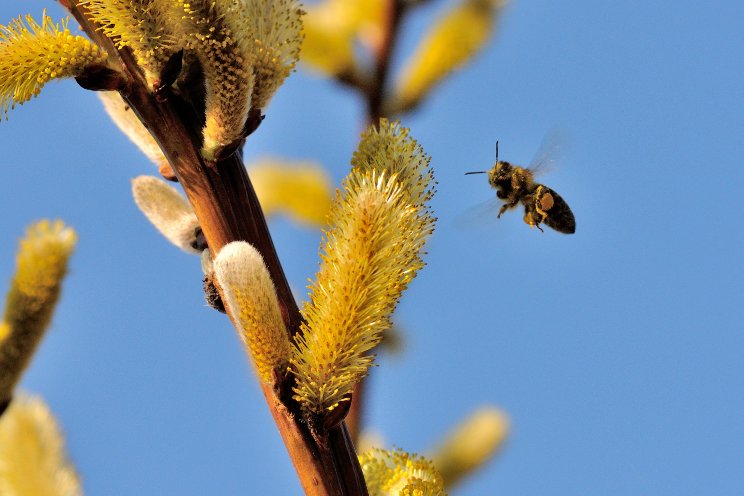 Robotic bees could support VFs and astronauts