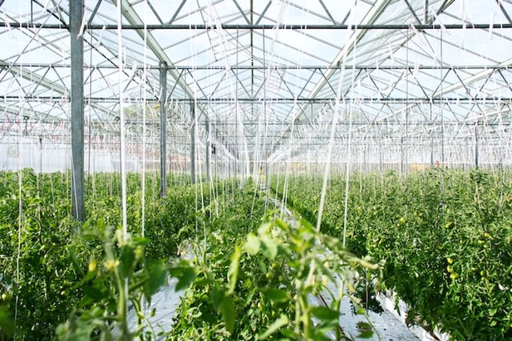 Rijk Zwaan continues to innovate Rijk Zwaan continues to innovate