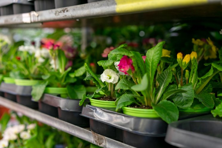 Flowers Canada Growers floriculture stats update Flowers Canada Growers floriculture stats update