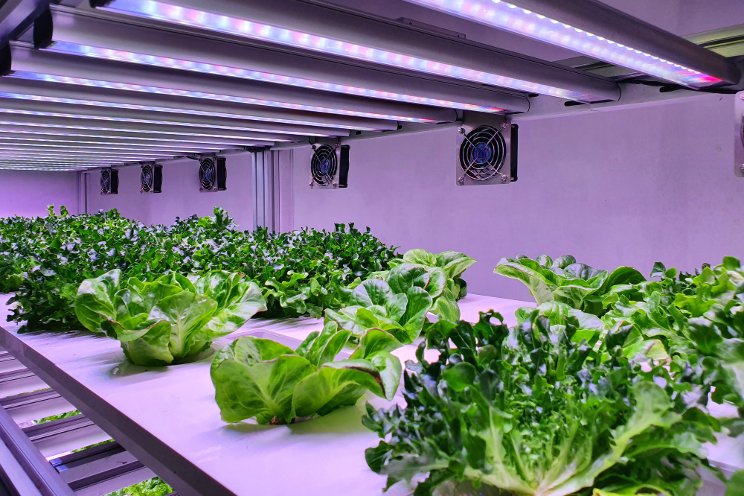 Vertical Farming: Feeding the future without trashing the planet Vertical Farming: Feeding the future without trashing the planet