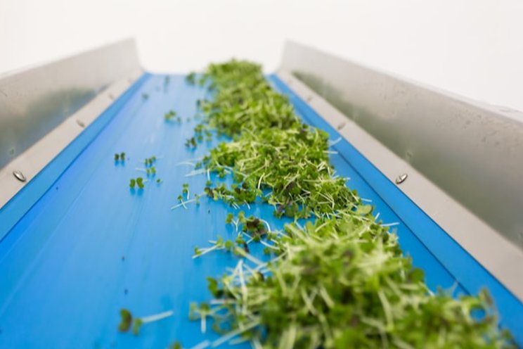 Rising energy costs could be the end for vertical farms