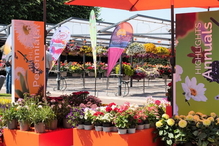 The extensive portfolio of Dmmen Orange at FlowerTrials