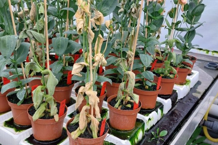 Natural control of root diseases in greenhouse crops