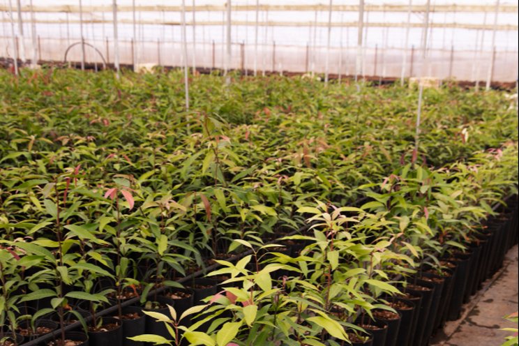 10 steps to growing cannabis seedlings 10 steps to growing cannabis seedlings