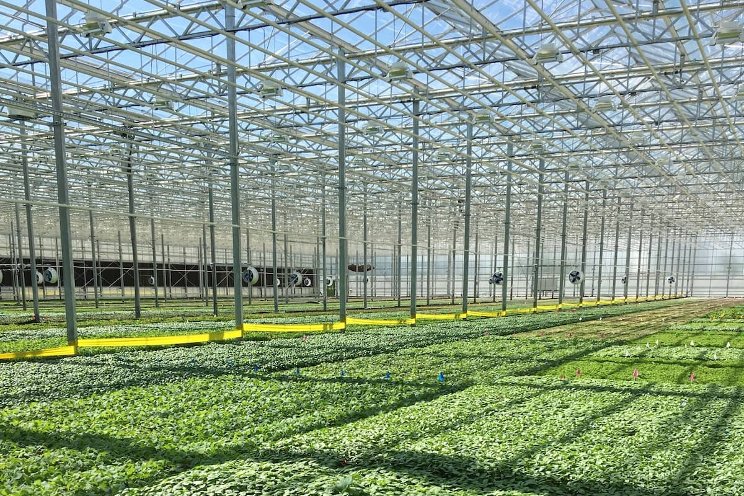 Optimizing CEA cultivation conditions to improve HVAC-D use Optimizing CEA cultivation conditions to improve HVAC-D use
