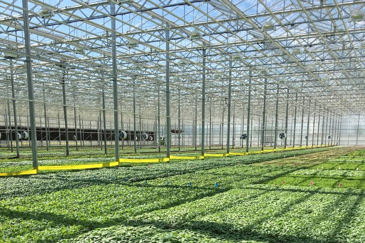 Optimizing CEA cultivation conditions to improve HVAC-D use