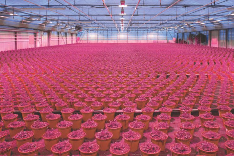 Ams Osram dominates horticulture lighting