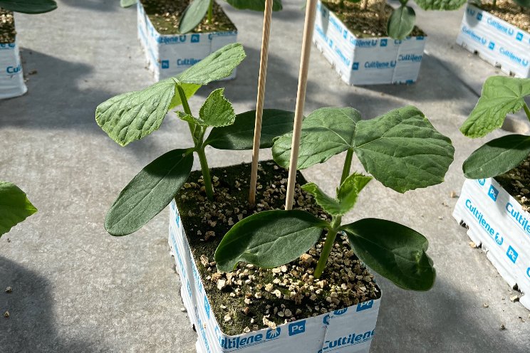 One Floral begins LED lighting trial with Sollum Technologies One Floral begins LED lighting trial with Sollum Technologies