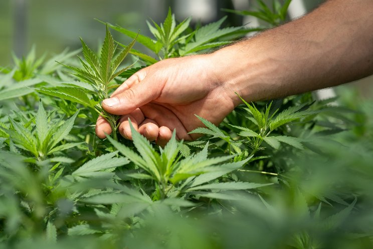 Cannabis plant nutrition