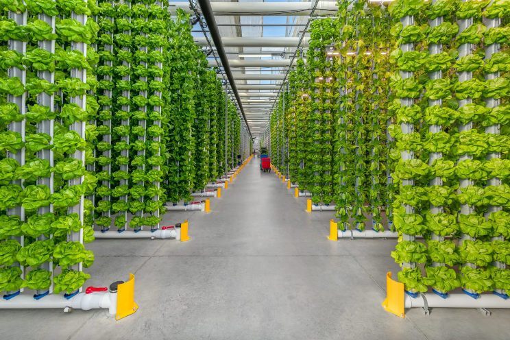 Indoor farm donates thousands of pounds of salad greens