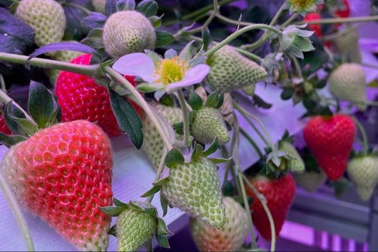 Strawberry farmers can boost urban crops through knowledge exchange