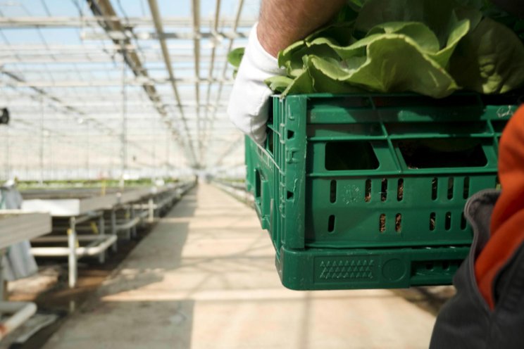 Canadian greenhouses report record-breaking harvests