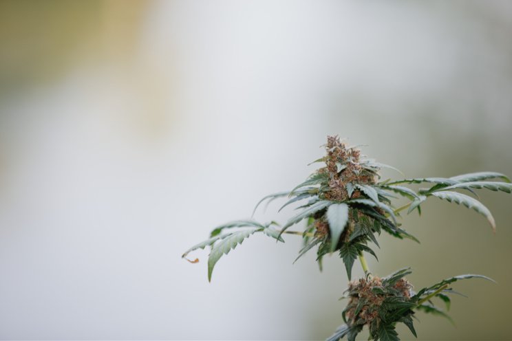 Medical cannabis flower export from Colombia to Australia Medical cannabis flower export from Colombia to Australia