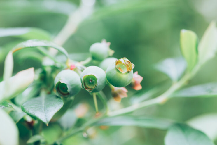 Blueberries increasing their global presence