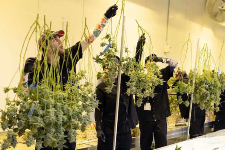 Non-revenue-generating cannabis jobs in peril