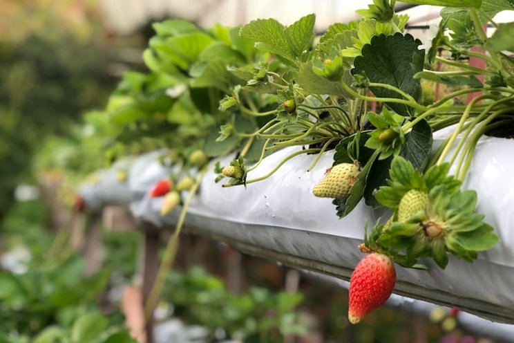 80 Acres Farms expands to VF strawberries