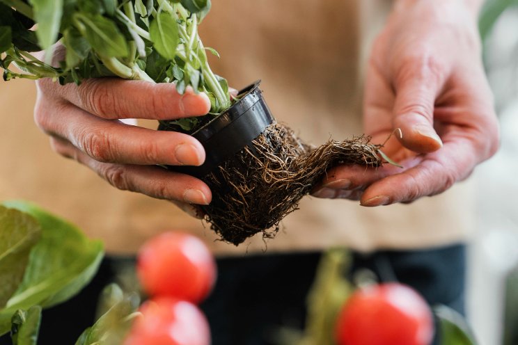 Tomato crops release root chemicals to resist drought