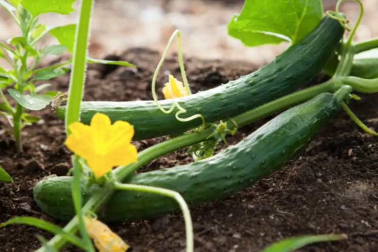 France lifts ban on heated greenhouse-grown veggies France lifts ban on heated greenhouse-grown veggies