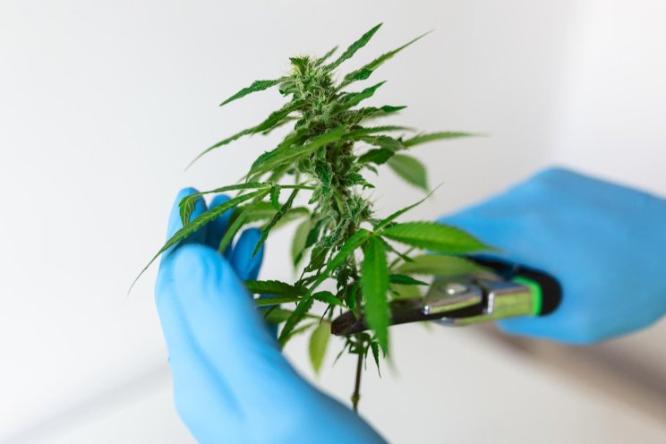 Medicinal cannabis industry growing with regulatory green light