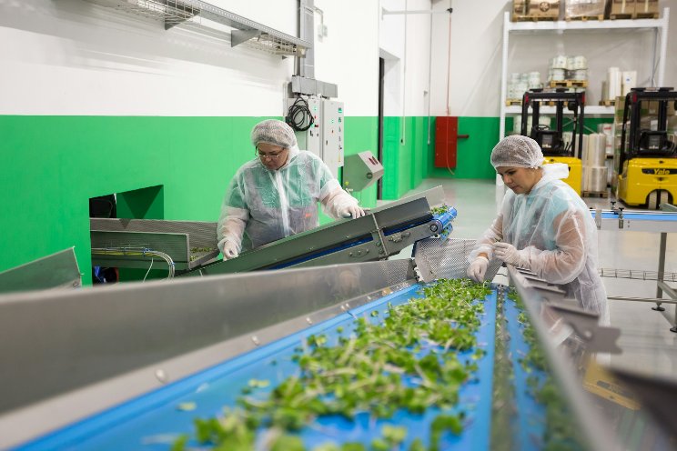 Optimizing VF by varying growing conditions Optimizing VF by varying growing conditions