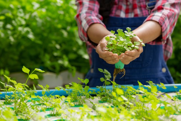 The science behind hydroponic food systems The science behind hydroponic food systems