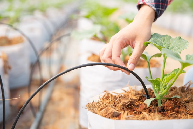 Enhancing your greenhouse with effective irrigation design Enhancing your greenhouse with effective irrigation design
