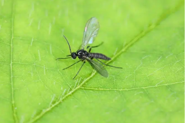 IPM: Scouting for fungus gnats
