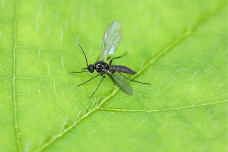 IPM: Scouting for fungus gnats
IPM: Scouting for fungus gnats
