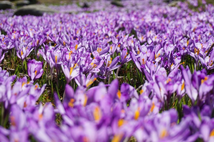 Aeroponic saffron farming: A revolutionary approach Aeroponic saffron farming: A revolutionary approach