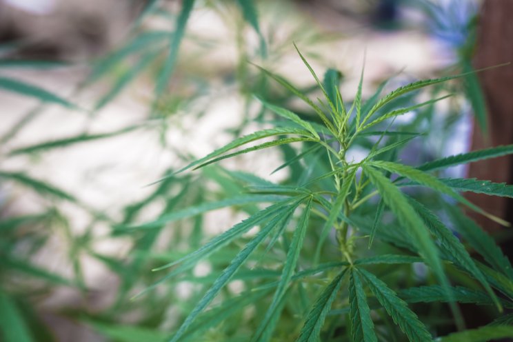 Is Philip Morris a medical marijuana supporter? Is Philip Morris a medical marijuana supporter?