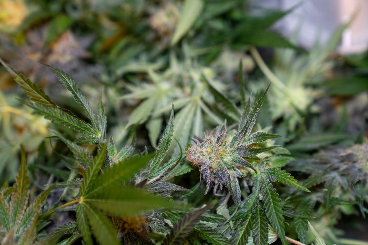 Cannabis operator Red White & Bloom restructures debt Cannabis operator Red White & Bloom restructures debt