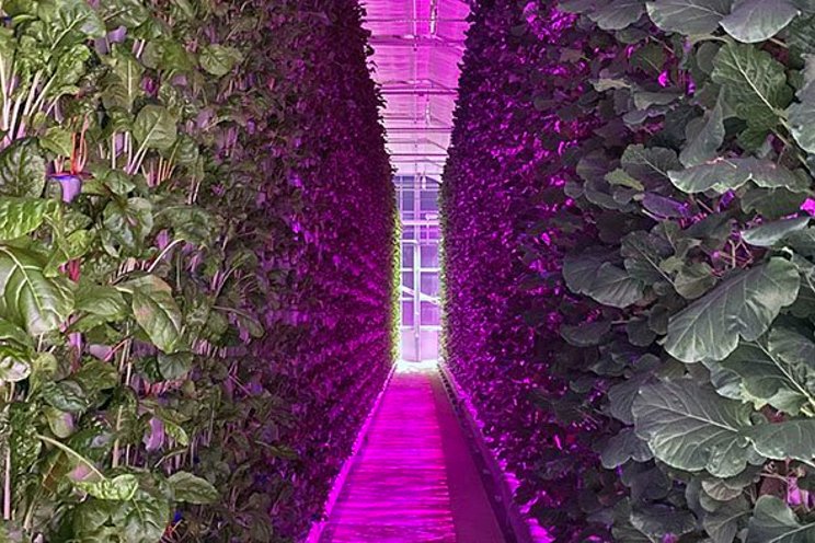 How hydroponic lights work