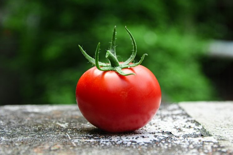 Why you should eat a tomato every day Why you should eat a tomato every day