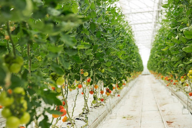 Greenhouse crop production still in focus of Belarusian government