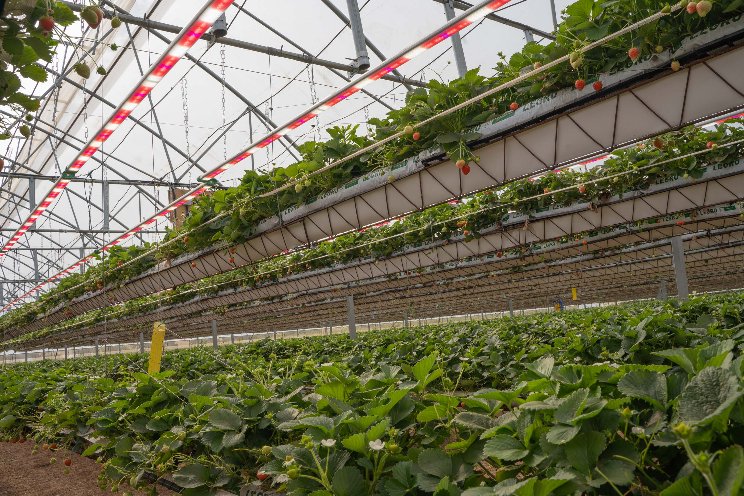 LST secures further sensorGROW trials and files patent for nurturGROW LST secures further sensorGROW trials and files patent for nurturGROW