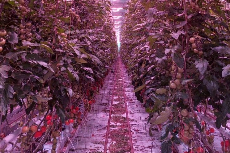 LED lamps provide a different greenhouse climate