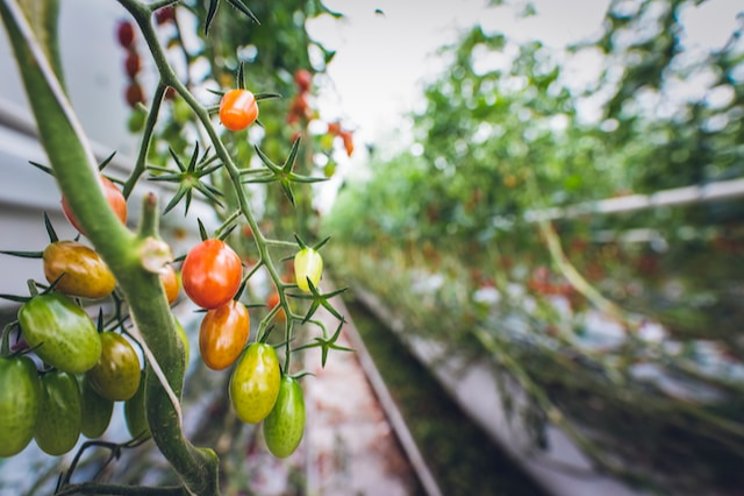 2,400 hectares under greenhouse cultivation