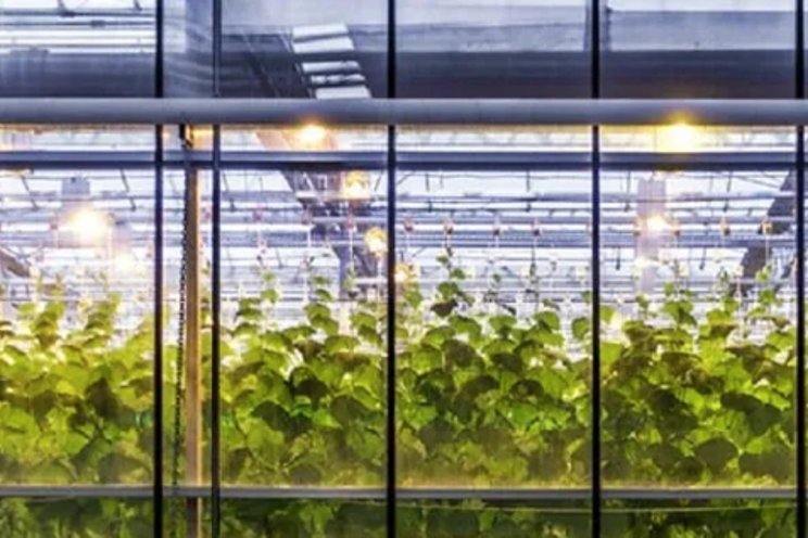 Automation is a no brainer for an efficient greenhouse Automation is a no brainer for an efficient greenhouse