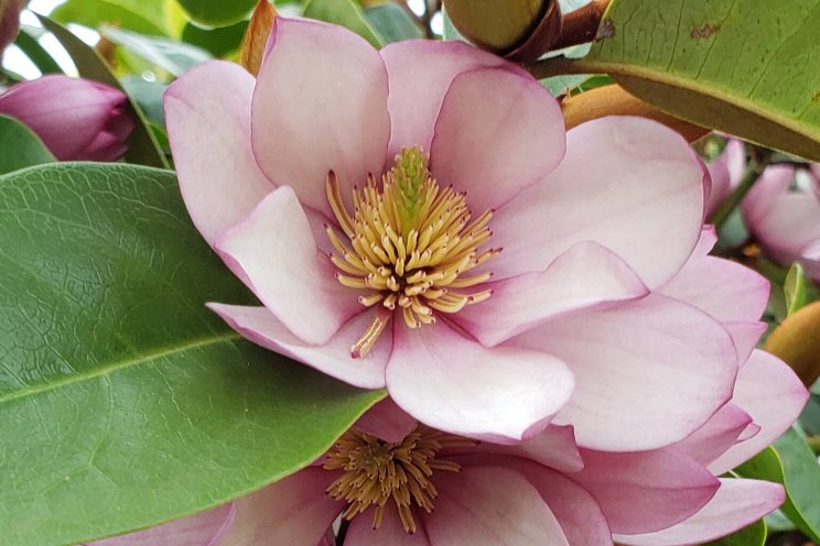 Magic happens with Fairy Magnolia Magic happens with Fairy Magnolia