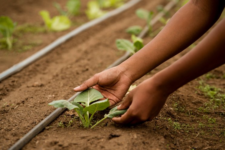 U of G announces new Master of Sustainable Agriculture