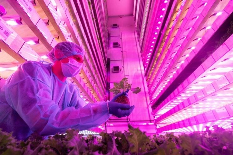 Vertical farming gets boost with major investment