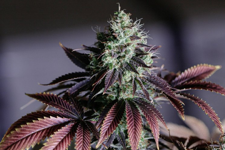 Another medical cannabis bill introduced in Kansas Another medical cannabis bill introduced in Kansas