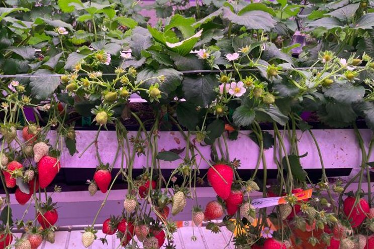 Guidelines for vertical farming growers Guidelines for vertical farming growers